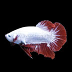 Freshwater Specials